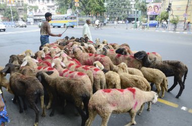 Koyunlu çobanlar yolda, Kolkata, Batı Bengal, Hindistan, Asya