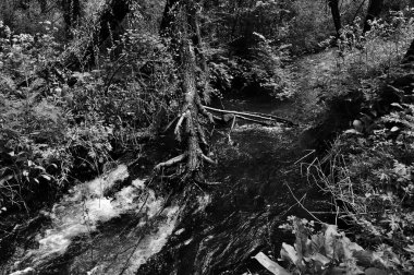 Rivulet, Dachigam Ulusal Parkı, Srinagar, Kashmir, Jammu ve Kashmir, Hindistan, Asya