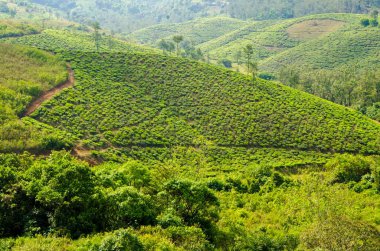 Tepedeki çay çiftliği, vajina, kerala, Hindistan, Asya