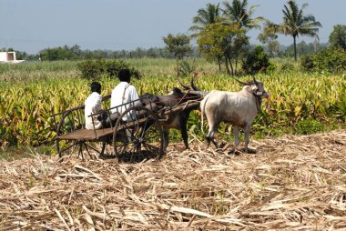 Bullock arabası tarlada, Sangli, maharashtra, Hindistan, Asya