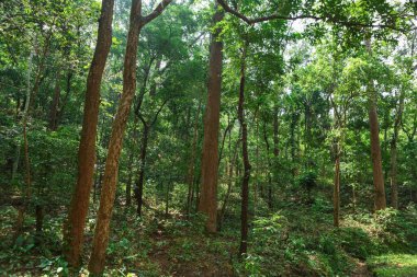 Bastar Ormanı, Chhattisgarh, Hindistan, Asya 