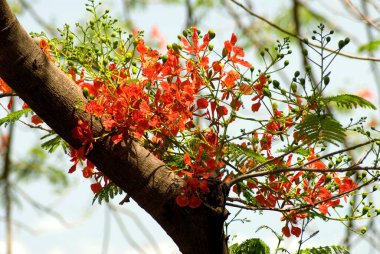 Gulmohar 'un çiçek ağacı, Delonix regia, caesalpiniaceae