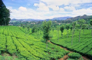 Coonor, Tamil Nadu, Hindistan 'daki Çay Bahçesi Çiftliği' nin canlı manzarası.