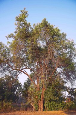 Sedir ağacı gondia madhya pradesh Hindistan Asya 