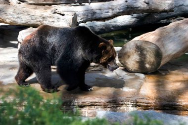 Asya kara ayısı ursus thibetanus; Denver Hayvanat Bahçesi; Amerika Birleşik Devletleri