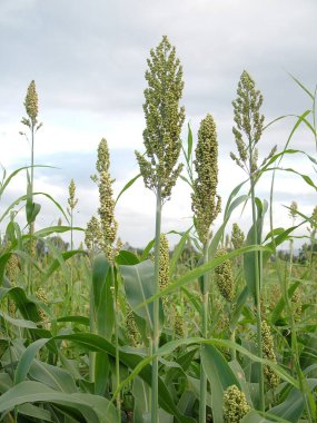 Gıda Tarlası Tahıl, Jawar Sorghum 
