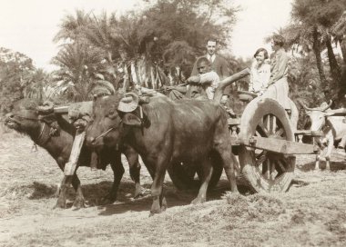 Sıradan masallar, Hindistan 'da iki bufalo gezintisi yapar.  