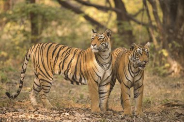 Bengal Kaplanı Ranthambhore Milli Parkı, Rajasthan, Hindistan, Asya