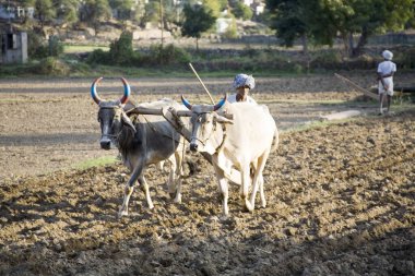 Çiftçi tarlayı sürmek için bir çift öküz kullanıyor, Dilwara, Udaipur, Rajasthan, Hindistan 
