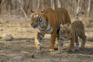 Kraliyet Bengal kaplanları, anne ve küçük bir yavru, sıcak yazlarda, Ranthambore Ulusal Parkı 'nın kuru yaprak döken ormanlarında yürüyorlar.