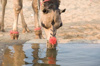 Deve içme suyu, itme tozu, Rajasthan, Hindistan, Asya