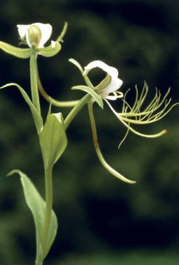 Orta seviye Habenaria Latince adı Habenaria intermedia 