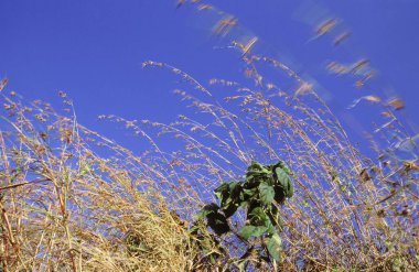 Grass blowing in wind clipart