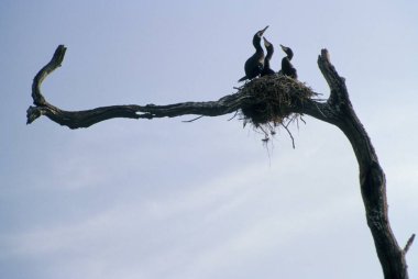 Kuşlar ve yavrular yuvada 