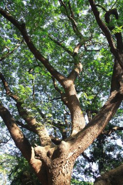 Sanjay Gandhi Ulusal Parkı, Borivali, Bombay Mumbai, Maharashtra, Hindistan 'daki şubelerde yeşil yapraklar 