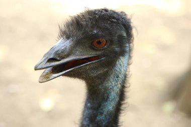 Ostrich from Jamshedpur Zoo Jharkhand India Asia  clipart