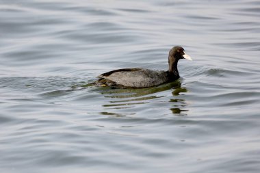 coot, vadhvana, Gujarat, India, Asia  clipart