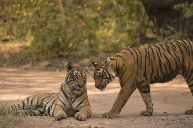 Bengal Kaplanı Ranthambhore Milli Parkı, Rajasthan, Hindistan, Asya