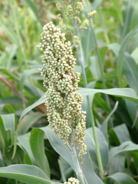 Gıda Tahılları, Jawar Sorghum