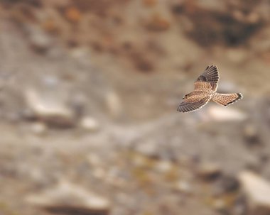 bird,  Kestrel , Falco tinnunculus flying bird , Falcon , Hovering , Sagnam , Himachal Pradesh , India clipart