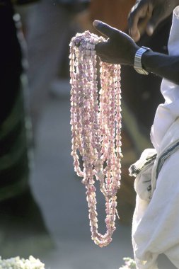 Neela erukku çelengi tutan adam calotropis gigantea asclepiadeceae, Pillaiyarpatti Karaikudi yakınlarında, Çettinadu, Tamil Nadu, Hindistan 