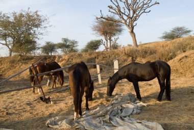 At çiftliği; Dundlod kalesi; Bikaner; Rajasthan; Hindistan;