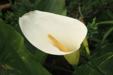 Çiçekler, Nil Zambakları Yakından bakınca 