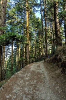 Kanatal, Uttarakhand, Hindistan ve Asya 'daki Doğa Parkında Çam ve Deodarlar