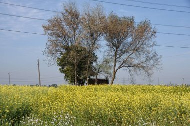 Patiala, Punjab, Hindistan ve Asya 'da hardal hasadı. 