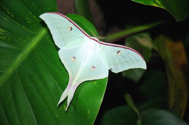 Yaprak üstünde ay güvesi, Pachmarhi, Madhya Pradesh, Hindistan 