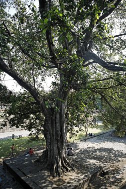 Banyan ağacı; Shaniwar wada; Pune; Maharashtra; Hindistan