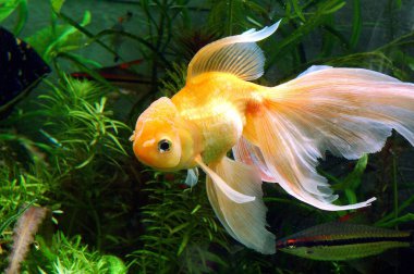 Fishes , Gold Fish (Chinese Oranda Hi Cap) Latin Name (Carassius Auratus) (Ptero Phyllum Scalare) clipart