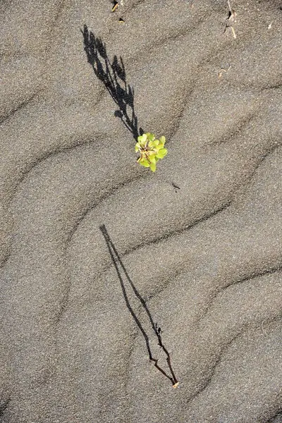 stock image Green plant shadow on beach sand, Survada beach, Valsad, Gujarat, India, Asia 