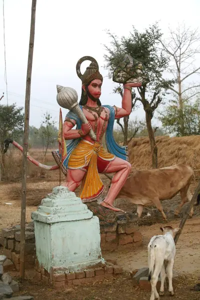 Hindistan 'da, Jharkhand' da küçük bir tapınağın yakınında, Tanrı Hanuman Hindu 'nun büyük heykelinin yanında otlayan sığırlar.