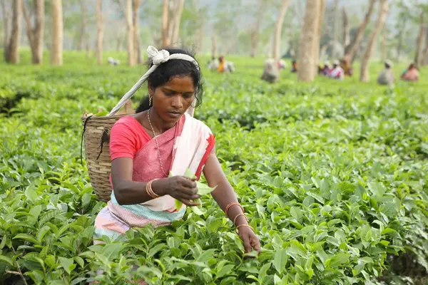 Hindistan, Assam 'da çay bahçesinden yaprak toplayan bir kadın.   