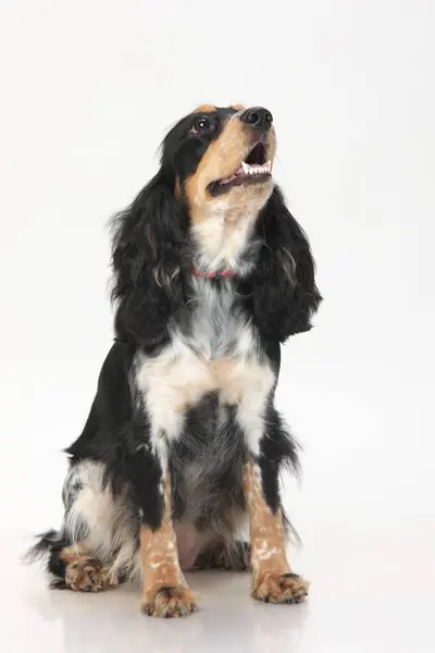 stock image Expecting reward , Black cocker spaniel female , bard hunter , India