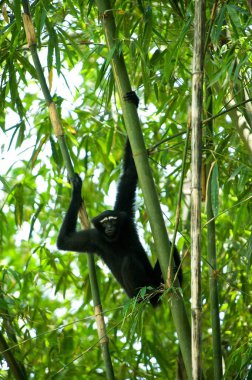 Yeşil ağaçtaki Gibbon vahşi doğada 