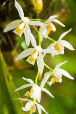 Orkideler, Maenam Vahşi Yaşam Sığınağı, Sikkim, Hindistan 