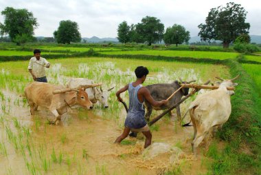 Çeltik tarlasında öküzlü adamlar, Chakradharpur, Jharkhand, Hindistan    