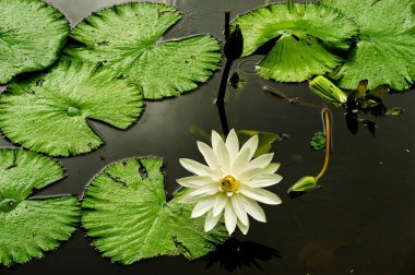 Lily botanik bahçesi Shibpur 'da su havuzu, Kalküta Kolkata, Batı Bengal, Hindistan 