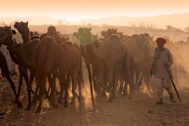 Pushkar Mela, Rajasthan, Hindistan 