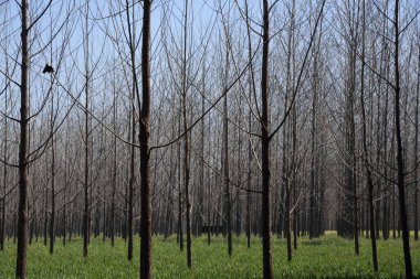 Buğday tarlasında ağaçlar, Patiala, Punjab, Hindistan, Asya 