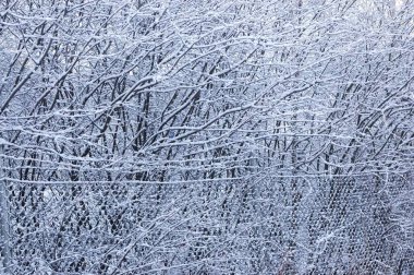İsveç 'te kış, ormandaki ağaçlarda kar ve İsveç' te demir tel örgü çitler.