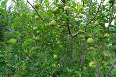 Elma meyvesi ağacı, Sitla Estate, Sheetla, Nainital, Kumaon, Uttarakhand, Hindistan, Asya