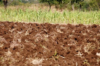 Kolhapur Bölgesi, Maharashtra, Hindistan 