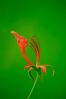 Gulmohar flower, visakhapatnam, andhra pradesh, India, Asia clipart