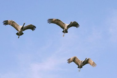 Kuşlar, matmazel turnalar gökyüzünde uçan başak grus grus, Khichan, Phalodi, Jodhpur, Rajasthan, Hindistan 