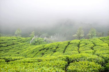 Munnar, Kerala, Hindistan 'daki Çay Bahçesi' nin sabah manzarası..