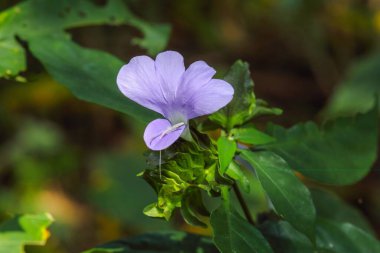 Orkide çiçeği, bastar, chhattisgarh, Hindistan, Asya 