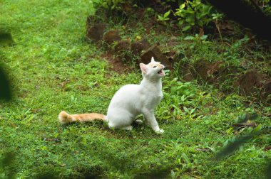 Bahçede çimlerin üzerinde oturan bir kedi 